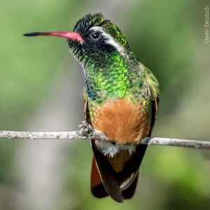 Xantus's Hummingbird